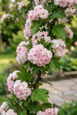 Crataegus laevigata 'Plena' halvstamme stammehøjde 120 cm C10