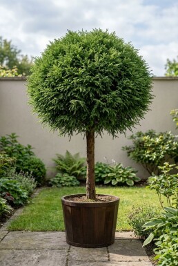 Cryptomeria japonica 'Globosa Nana' på stamme