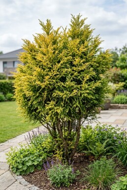 Cryptomeria japonica 'Kyara Gold' Busk