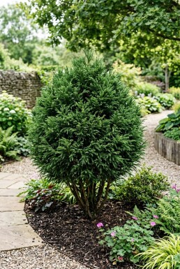 Cryptomeria japonica 'Little Champion' Busk