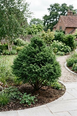 Cryptomeria japonica 'Little Champion' Busk
