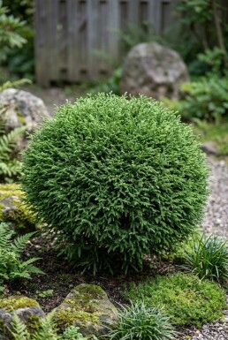 Cryptomeria japonica 'Vilmoriniana' Busk 100