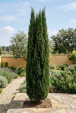 Cupressus sempervirens 'Pyramidalis' Busk