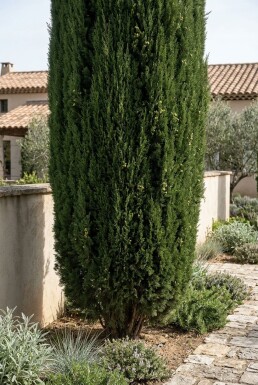 Cupressus sempervirens 'Pyramidalis' Busk