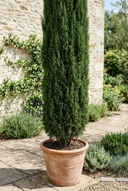 Cupressus sempervirens 'Totem' busk