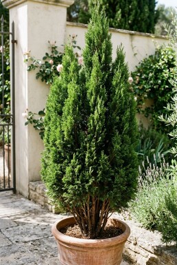 Cupressus sempervirens 'Totem' busk