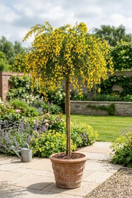 Cytisus 'Golden Tears' på stamme