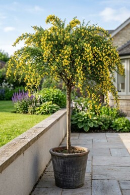 Cytisus 'Golden Tears' på stamme