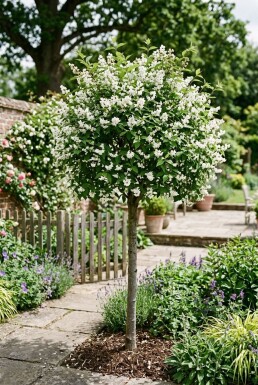 Deutzia gracilis Halvstamme