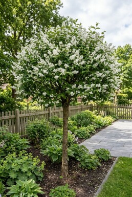 Deutzia gracilis Halvstamme