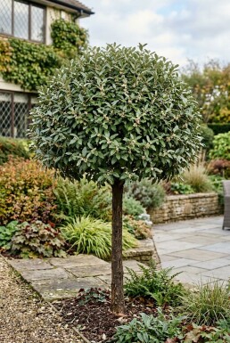 Elaeagnus ebbingei 'Compacta' Halvstamme