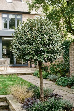 Elaeagnus ebbingei 'Compacta' Halvstamme