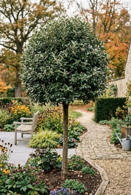 Elaeagnus ebbingei 'Compacta' Højstamme