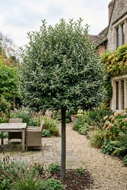 Elaeagnus ebbingei 'Compacta' Højstamme