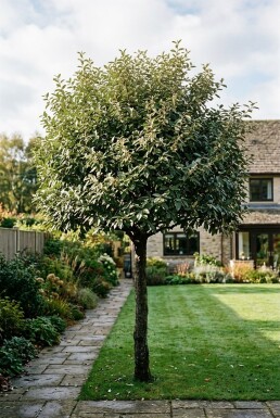 Elaeagnus ebbingei Skærm
