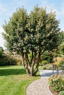 Elaeagnus ebbingei Flerstammet