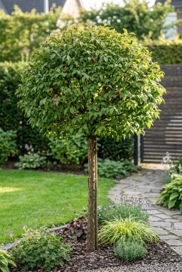 Euonymus alatus 'Compactus' Halvstamme