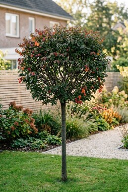 Euonymus alatus 'Compactus' Halvstamme