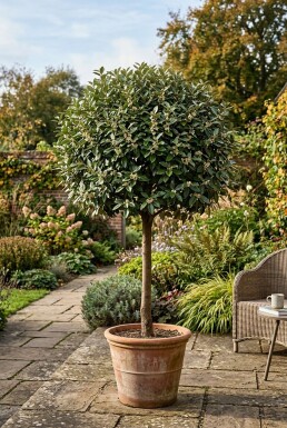 Elaeagnus ebbingei 'Compacta' På stamme