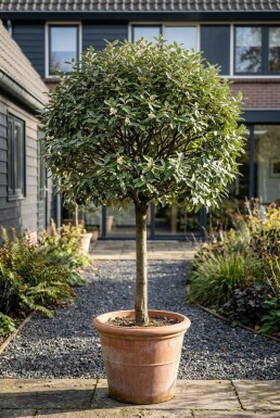 Elaeagnus ebbingei 'Compacta' På stamme