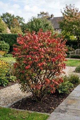 Euonymus alatus 'Compactus'