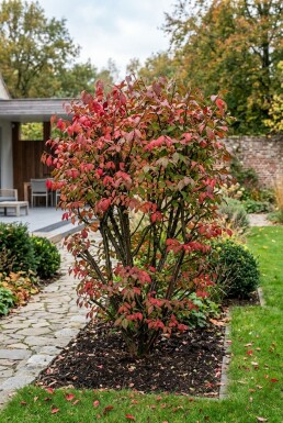 Euonymus alatus 'Compactus'