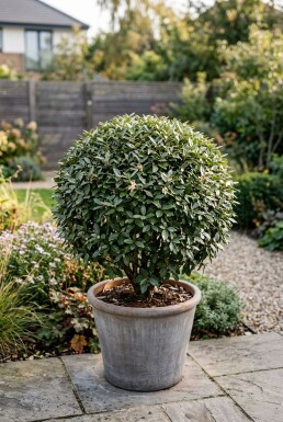 Elaeagnus ebbingei 'Compacta' Kugle
