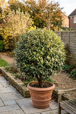 Elaeagnus ebbingei 'Compacta' Kugle