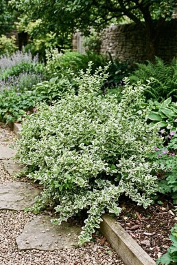 Euonymus fortunei 'Emerald Gaiety'