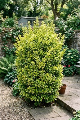 Euonymus japonicus 'Aureus'