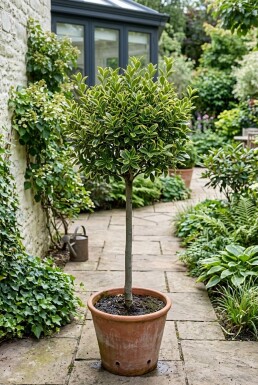Euonymus japonicus 'Aureus' På stamme