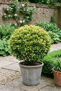 Euonymus japonicus 'Aureus' Kugle