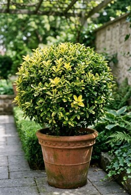 Euonymus japonicus 'Aureus' Kugle
