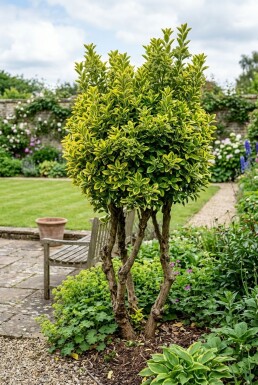 Euonymus japonicus 'Aureus' Flerstammet