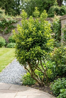 Euonymus japonicus 'Aureus' Flerstammet