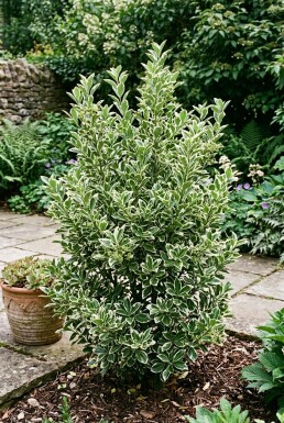 Euonymus japonicus 'Bravo'