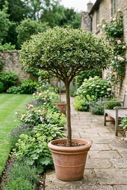 Euonymus japonicus 'Bravo' Skærm