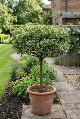 Euonymus japonicus 'Bravo' Skærm