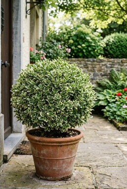 Euonymus japonicus 'Bravo' kugle