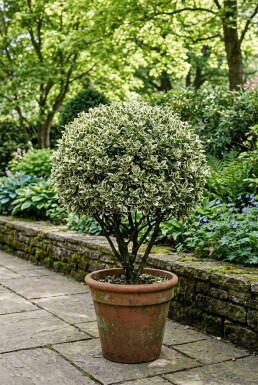 Euonymus japonicus 'Bravo' kugle