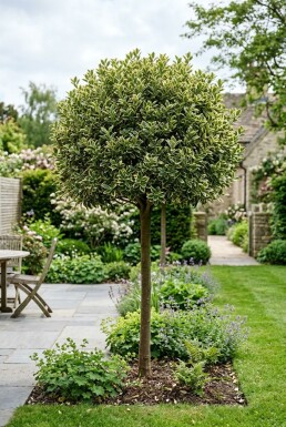 Euonymus japonicus 'Kathy' Halvstamme