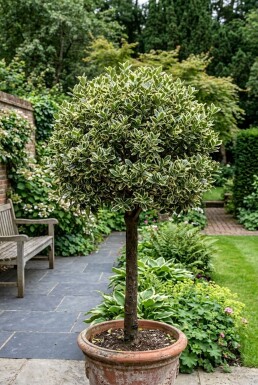 Euonymus japonicus 'Kathy' Halvstamme