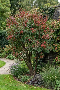 Euonymus phellomanus