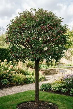 Euonymus phellomanus Halvstamme