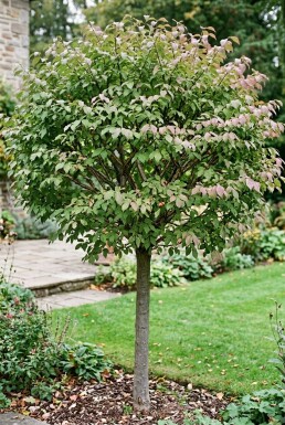 Euonymus phellomanus Halvstamme