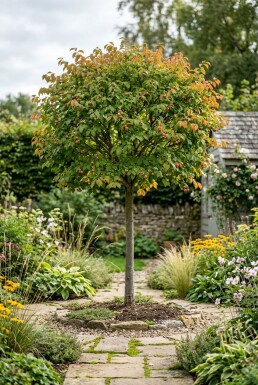 Euonymus planipes Halvstamme