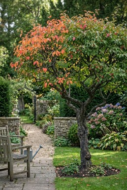 Euonymus planipes Halvstamme
