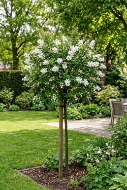 Exochorda racemosa 'Blushing Pearl®' Stok