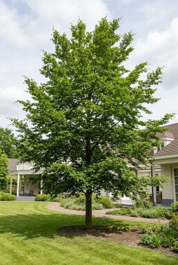 Fagus sylvatica halvstamme stammehøjde 120 cm C15