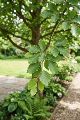 Fagus sylvatica halvstamme stammehøjde 120 cm C15